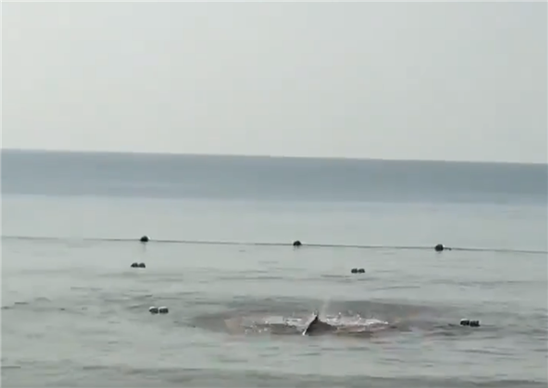 网传三亚大东海鲨鱼咬人视频 官方辟谣：是鲸鱼