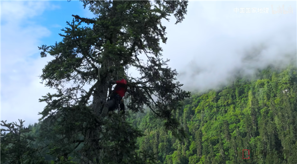 史无前例！爬83.4米中国最高树木过程视频公布：无痕攀登
