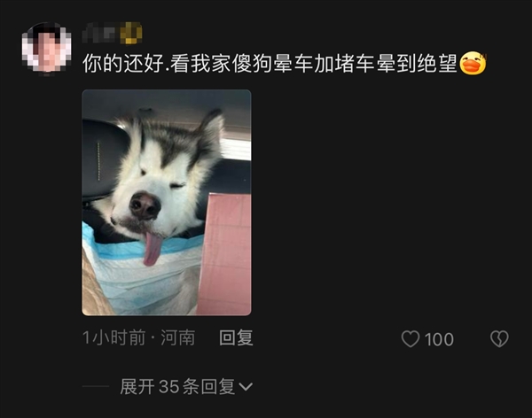 小狗返乡途中晕车还被猫打了一巴掌：画面让人忍俊不禁 狗为啥也晕车?