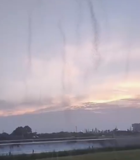 成都一草坪惊现上百条“蚊卷风”：都是为了交配