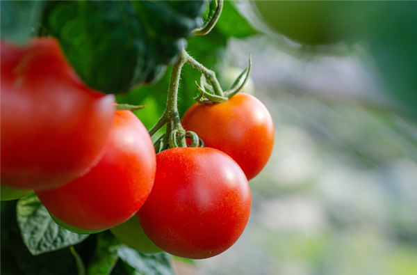 日本西红柿价格涨至十年来最高：一斤约人民币31元