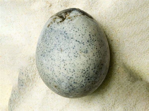英国出土1700年前鸡蛋发现仍有蛋液：但臭气熏天