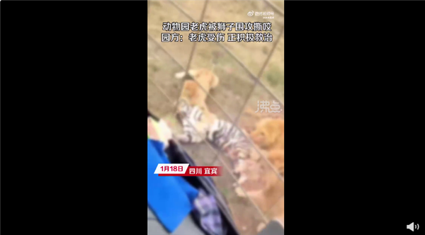 动物园老虎被3只狮子围攻撕咬 官方回应“越界”导致：为何要同区饲养？