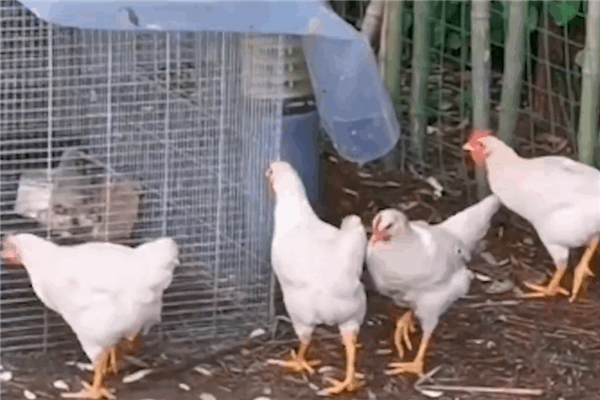 俞敏洪自养的四只鸡不敢吃：怕被网暴