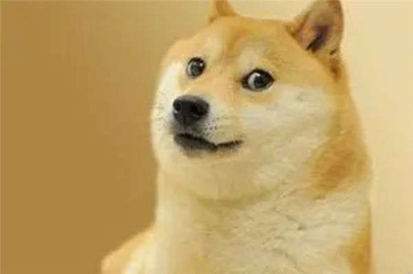 Doge表情包原型柴犬患白血病和肝病：情况糟糕、生命危险