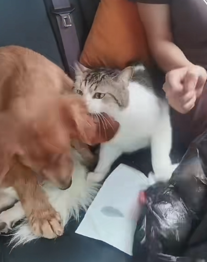 小狗返乡途中晕车还被猫打了一巴掌：画面让人忍俊不禁 狗为啥也晕车?