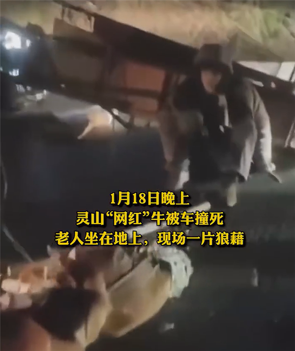 灵山“网红牛”不幸被车撞死：一片狼藉