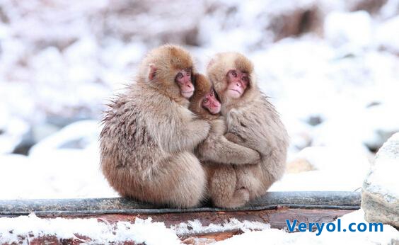 美团点评“相杀相爱”才能过冬,其他O2O靠什么御寒?(图4) 33