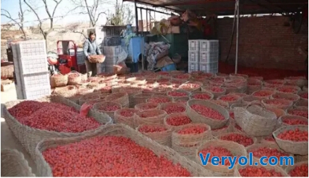 陕北滞销大枣销量大增 当地农民感谢360好搜伸援手(图3) 52