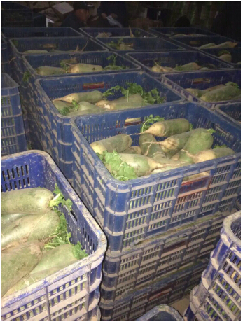 沙窝萝卜开卖啦 京东商城开启自营鲜蔬产地直供(图3) 沙窝萝卜开卖啦 京东商城开启自营鲜蔬产地直供(图3)