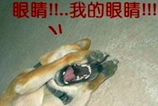 亮瞎狗眼！微信年会iphone6s摆进厕所里