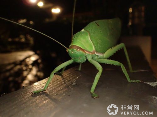 奥林巴斯TG-4新配件FD-1闪光灯柔光器及新固件V2.0发布(图2)