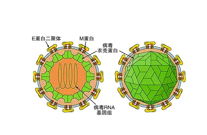 用于寨卡病毒研究 华人科学家利用3D打印培养出迷你大脑(图1) a