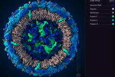 用于寨卡病毒研究 华人科学家利用3D打印培养出迷你大脑