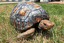 巴西一乌龟龟壳被烧 3D打印助其新生