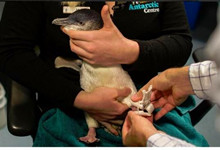 暖心！新西兰大学为一老年企鹅3D打印出左脚