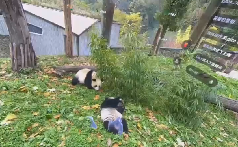 PICO联合中国大熊猫保护研究中心，全球首次呈现3D全景VR大熊猫直播(图3)