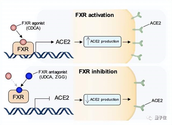 Nature最新：熊去氧胆酸可预防新冠、不怕病毒变异