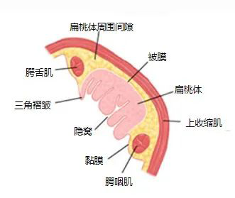 慎入！口腔内长出“玉米粒” 捏扁了还臭臭的 到底是啥