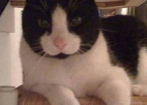 20个小猫身上笑死人的奇葩花纹：只有你想不到！
