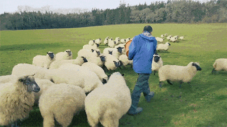 希腊一群绵羊偷吃545斤的大麻植物：然后 怪异了