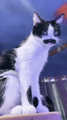 20个小猫身上笑死人的奇葩花纹：只有你想不到！