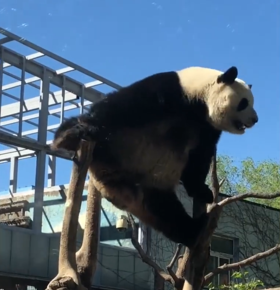 丫丫加入西直门群聊:11只大熊猫全家福已更新