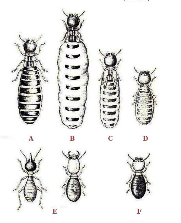 浙江发现罕见3后1王白蚁巢 数量多达百万：蚁后有多能生？