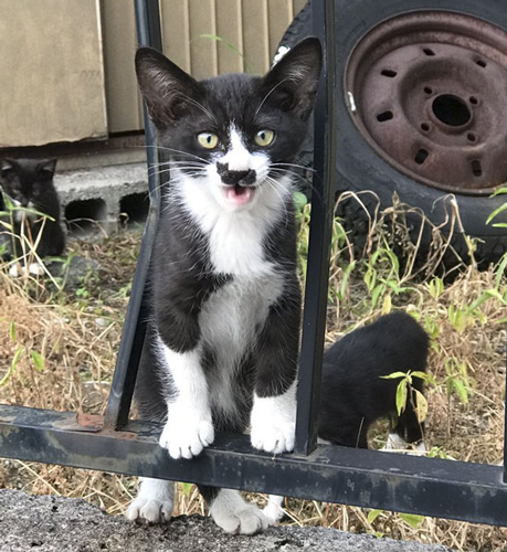 20个小猫身上笑死人的奇葩花纹：只有你想不到！