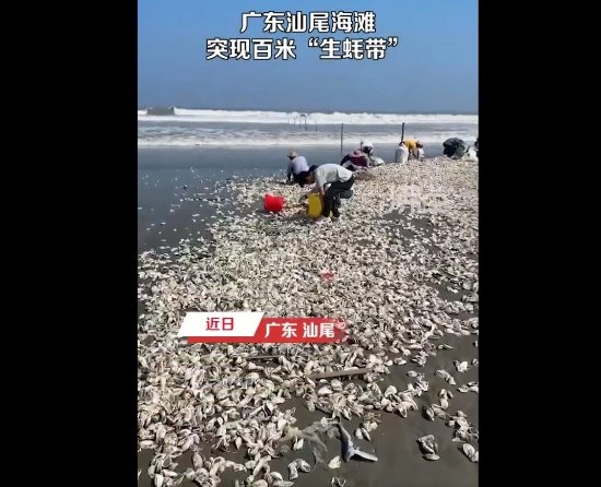 官方回应广东汕尾海滩突现百米生蚝带:建议尽量不要食用