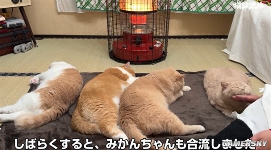 在暖炉前取暖的猫猫：据说“烤熟了”会自己离开