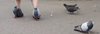 日本“鸟人”试图和鸟交朋友：惨遭丑拒！