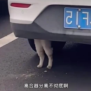 想买法拍车捡漏?你可能得先准备10本驾照