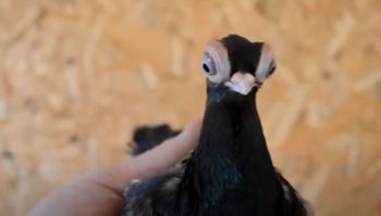 这只鸽子的胸肌为何这么发达？