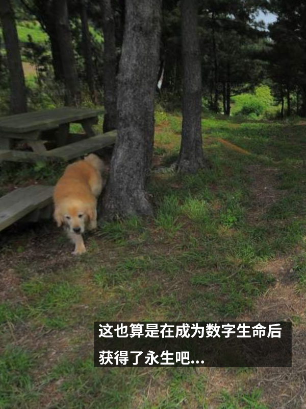 最惹人爱的跟踪狂 网红狗追了地图摄影师一路：被抓拍上千张照片