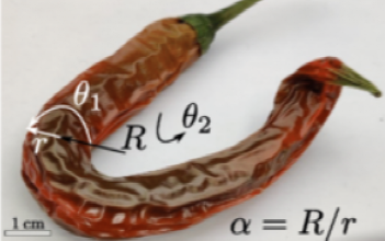辣椒越皱 就越辣?科学家好好研究了一番