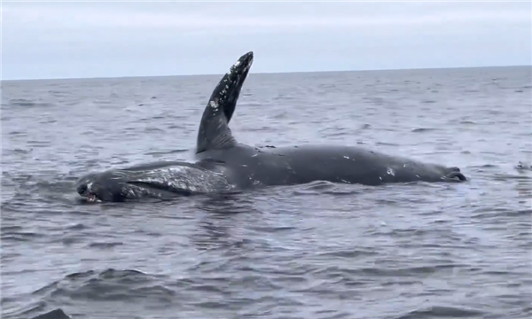 汕头发现一具鲸鱼尸体！专家提醒不要围观：小心“鲸爆”