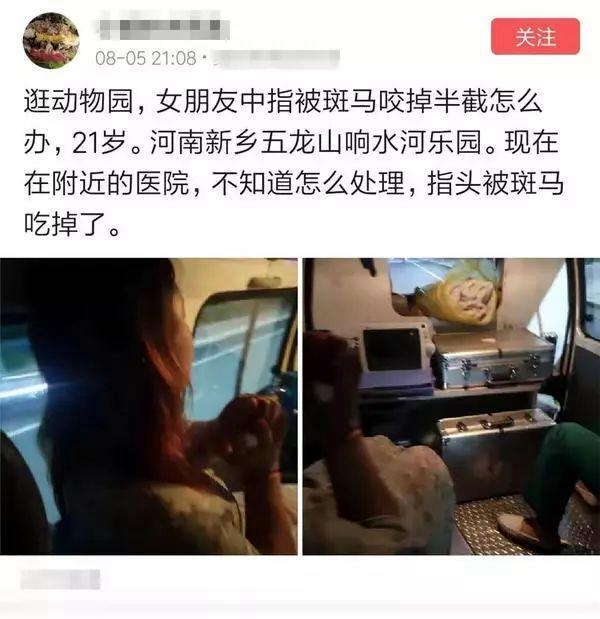 韩国斑马逃出动物园车流中狂飙:挨了7针麻醉剂才老实下来