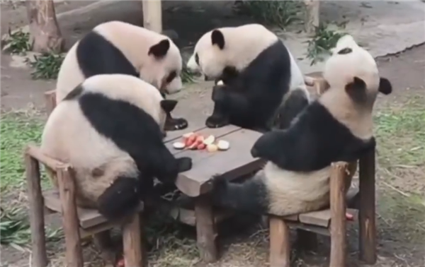 招聘大熊猫饲养员数百份简历零录取:看似简单、实际很难