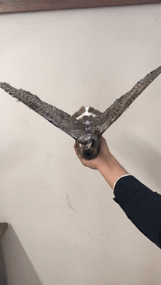 把死鸟尸体改造成无人机:这是用亡灵科技制作生物间谍?