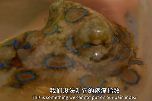 为了试试有多痛：小伙让巨蜥疯狂撕咬10多分钟！