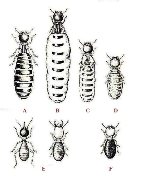 为什么白蚁有蚁王/蚁后 蚂蚁只有蚁后？