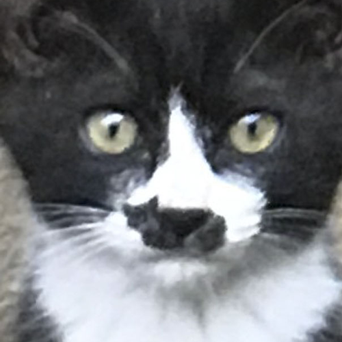 20个小猫身上笑死人的奇葩花纹：只有你想不到！