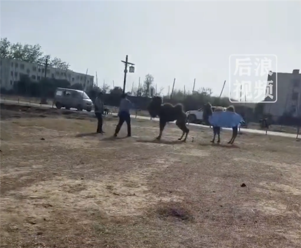 骆驼被轮番棒打屈膝求饶 景区回应：发生地非园区内、系私人饲养