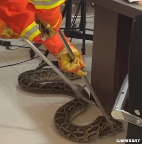 40斤蟒蛇爬进派出所110求助119：有点大不敢抓