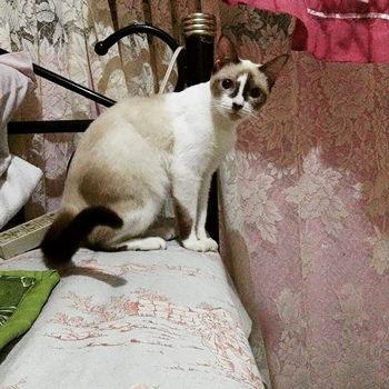 20个小猫身上笑死人的奇葩花纹：只有你想不到！