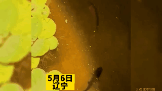 2000万人围观 3秒“绞杀”同类！泰国斗鱼为何如此残暴？