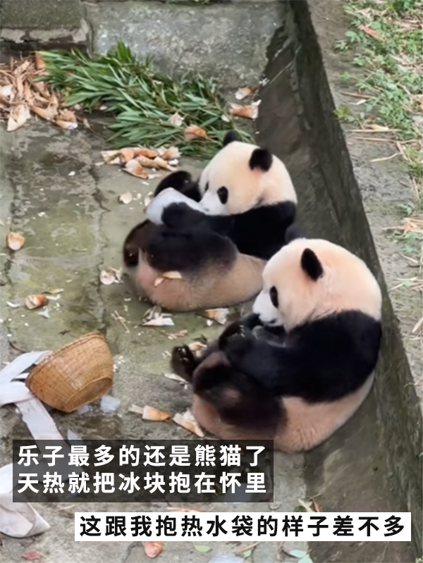 没有动物能在夏天拒绝冰块的诱惑：但整活儿还得大熊猫！