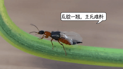 我的脸被隐翅虫毁容了!千万小心“会飞的硫酸”