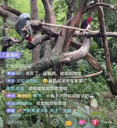 云南灰鹦鹉骂人走红 网友组团求骂 饲养员无奈：掰不回来